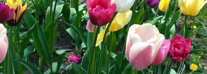 Бархатистая мимоза. На излёте зимы. Incandessence