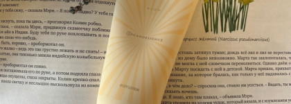 Бархатистая мимоза. На излёте зимы. Incandessence