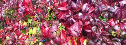 Запущенный сад. Essential Parfums Rose Magnetic by Sophie Labbe