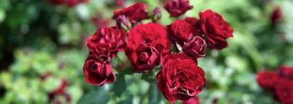 Повеяло ароматом Счастья. Lancome Miracle L'eau de Parfum