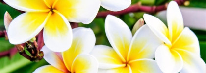 Аромат праздника. Mancera Holidays edp