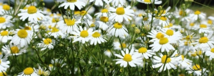 Трогательная ромашка. Camomilla Blu Shower Oil atopy-prone skin