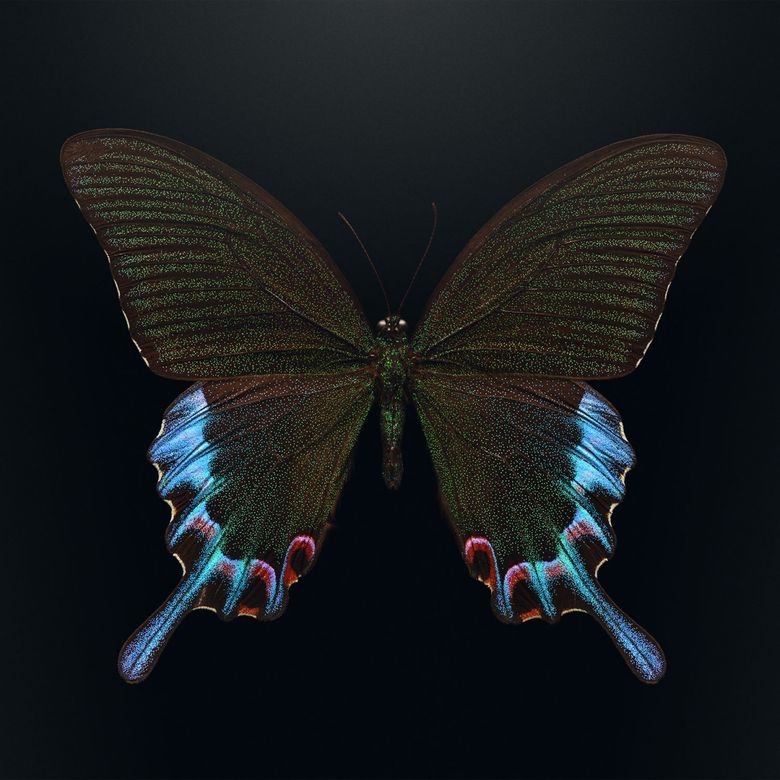 Маникюр вдохновлен необыкновенными крыльями бабочки