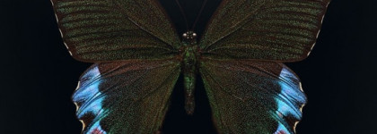 Как добавить лаку изюминки? Спросите у Polish Molish Ursa Major