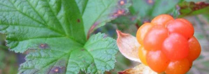 Очищение кожи или мои гели для умывания