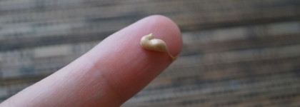 Smashbox camera ready CC cream broad spectrum SPF 30 dark spot correcting #light