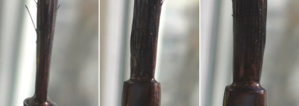 Лунно-шоколадный маникюр с новой большой плитой NK03