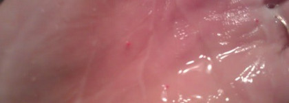 Записки скрабоголика. Часть первая. Пенная