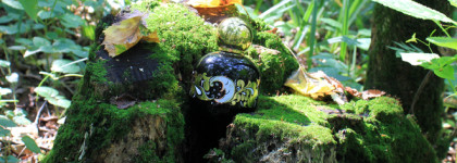 Зачарованный лес Enchanted Forest edt The Vagabond Prince