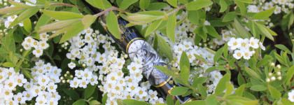 Bee Zoologist для международного дня пчёл