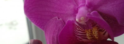 Мое первое знакомство с лаками Essie