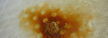 Роскошная бомба для ванны: Lush Luxury Lush Pud Bath Bomb