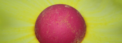 Мой идеальный Закат. Lush Never Mind the Ballistics Bath Bomb