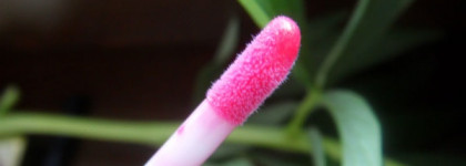 Clinique Long Last Glosswear SPF 15 в оттенке #14 «Cabana Crush»