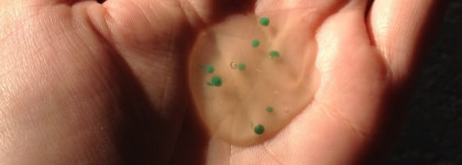 Rene Furterer Forticea Stimulating Shampoo — Стимулирующий шампунь против выпадения волос