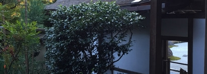 Сад камней. Le Labo Gaiac 10 Tokyo Eau de Parfum