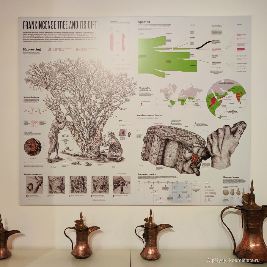 Вот что еще нашла в музее про ладанное дерево, методы сбора смолы и обработки