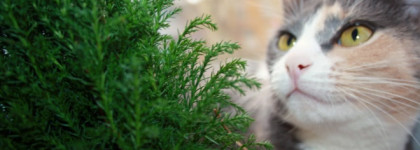 Demeter Fragrance Giant Sequoia