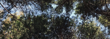 Сладкая чистота ладана: Byredo Gypsy Water EDP