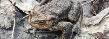 Наименее желанная: палетка Sigil Inspired Tammy Tanuka «Томная Ореховая Жаба»