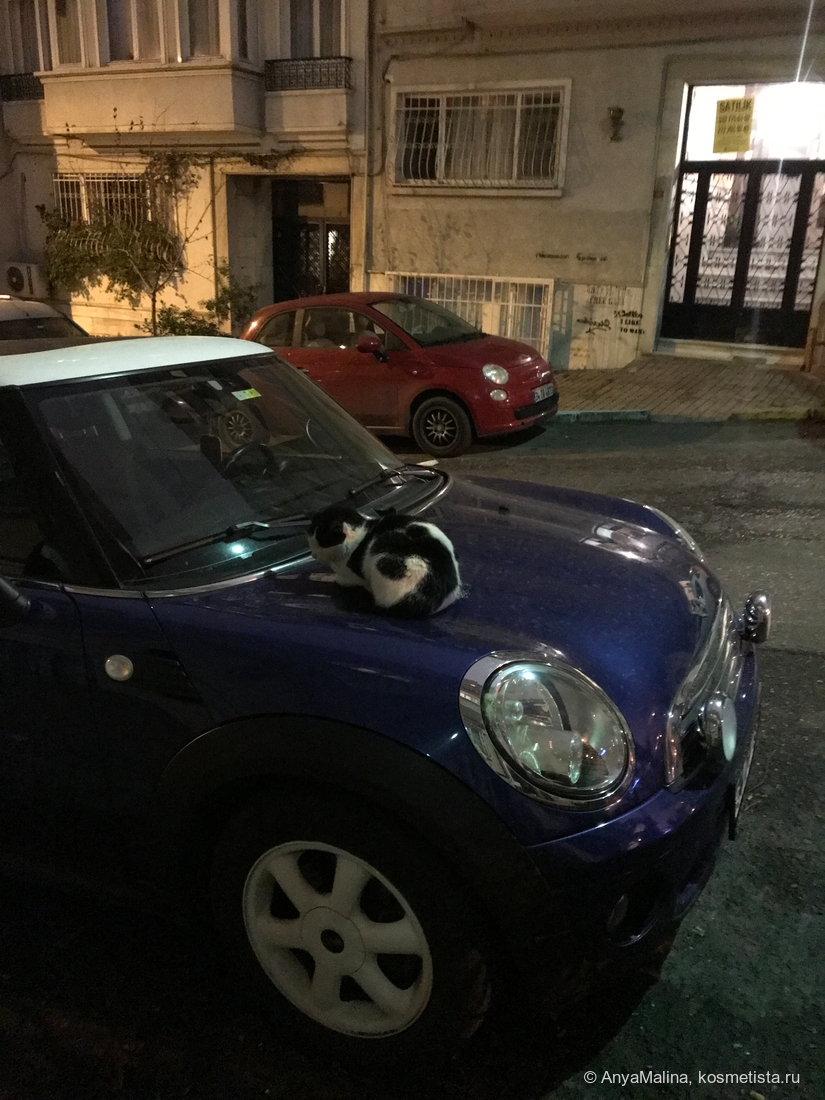 Mini Cooper и котик