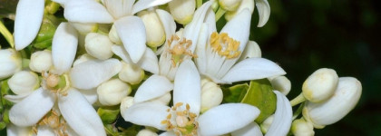 Van Cleef & Arpels Neroli Amara EDP как ежедневный аналог Ex Nihilo Fleur Narcotique