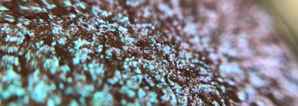 Тени-спаркл Limoni Prism Eyeshadow 005 Лунный камень: почему всегда распроданы?