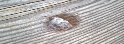 Hada Labo Gokujyun Super Hyaluronic Acid Lotion – Лосьон для лица с гиалуроновой кислотой – идеальная база под всё