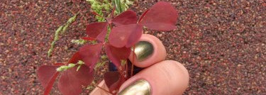 Под кодовым названием «ирис»