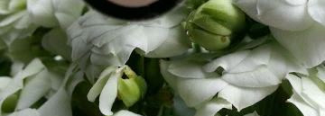 Max Factor Mastertouch Under - eve Concealer цвет ivory 303