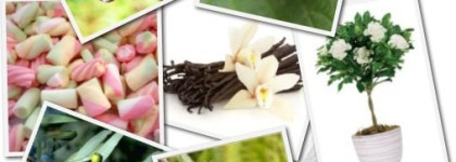 Мое лето пахнет Cherry in the air от Escada