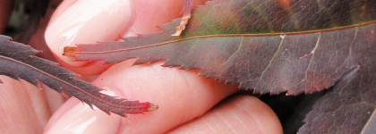 Chanel Le Vernis Nail Colour #625 Secret