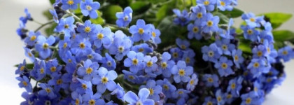 Незабудка Essie Nail Lacquer Lapiz of Luxury №94