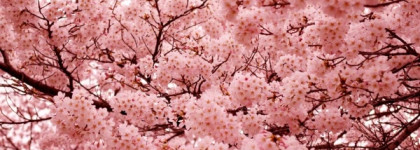 Времена года. Часть IV - Зима - Bright Crystal Versace