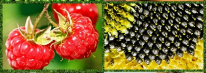 Усиленная защита цвета с Alterna