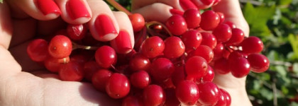 Essie Nail Lacquer 247 Hip-Anema