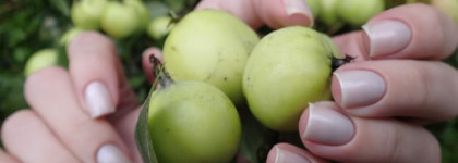 Nubar Nail lacquer FM101 Blank