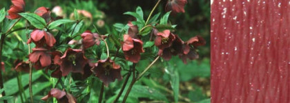 Курс на осень с Shiseido