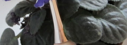 Идеальный лаковый нюд