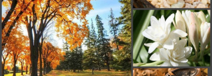 Мой осенний парфюмерный гардероб. Часть 2