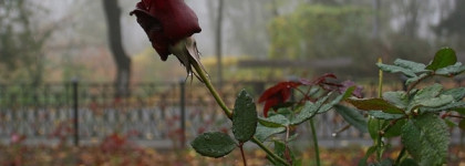 Byredo Rose Noir. Роза, которая решила стоять до конца