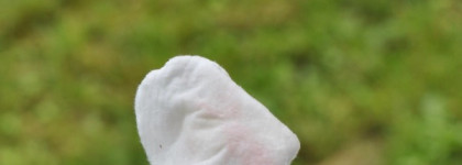 Карандаш для губ от El Corazon Waterproof lipliner pencil #221 в оттенке "Orange"