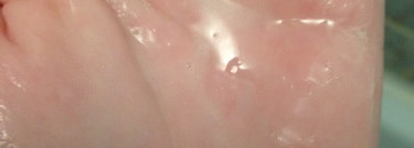 Мой уход за волосами от Jason Natural, шампунь и кондиционер с биотином