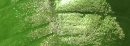 Чудо природы:  Sweetscents eyeshadow Crescent Moon и Sweetscents eyeshadow Lovers Moon