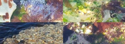 Montale Sandflowers – холодный океан