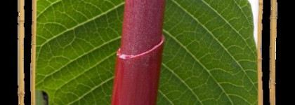 Моя старушка помада Энергоблеск Sexy Plum от Oriflame