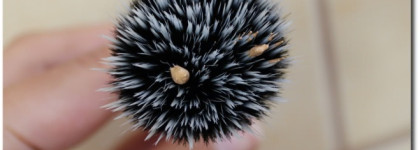 Минералы в моей косметичке. bare Minerals BareSkin Pure Brightening Serum Foundation Broad Spectrum SPF 20, тон Bare Beige 08