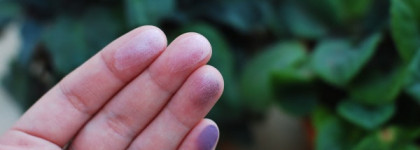 Giorgio Armani Eyes to Kill Eyeshadow Quad №8 Parma