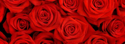 Rose Hubris Ex Nihilo — королевский шипр