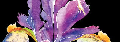 Gardens of Temptation — новая цветочная линейка от Brocard